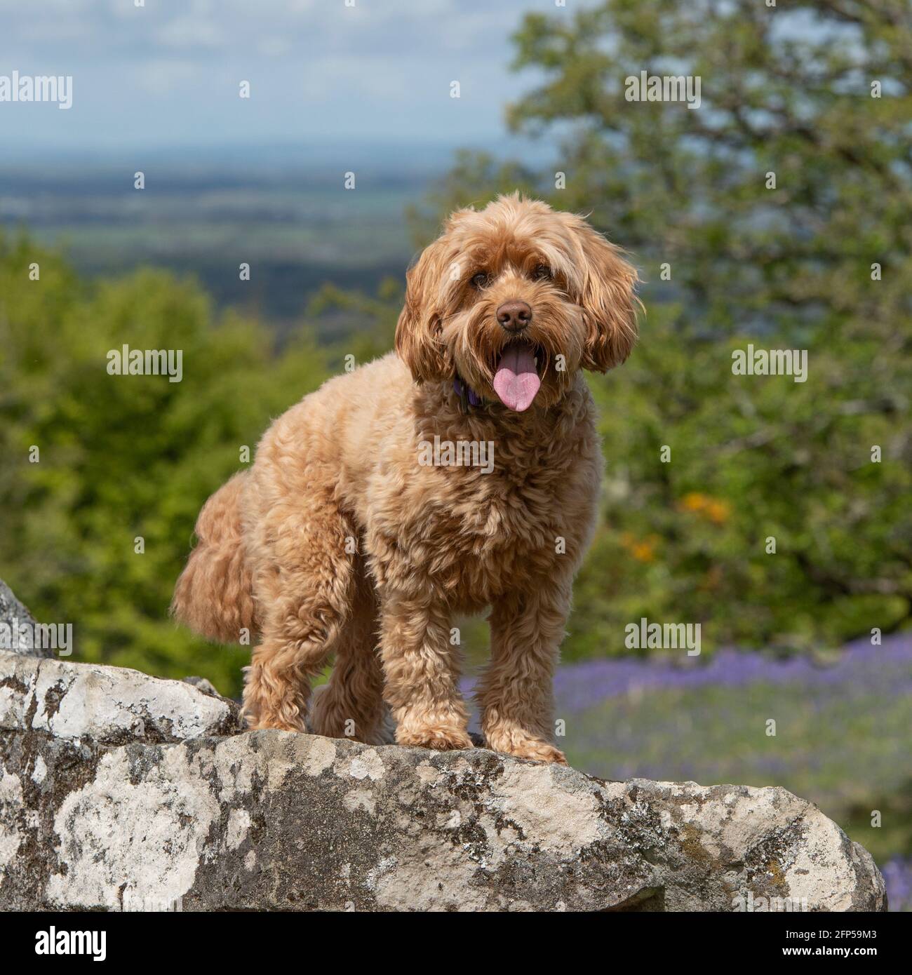 cockapoo in piedi su una roccia Foto Stock