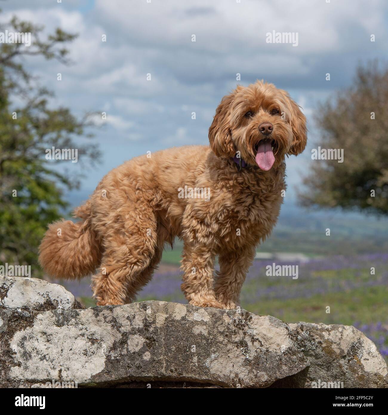 cockapoo in piedi su una roccia Foto Stock