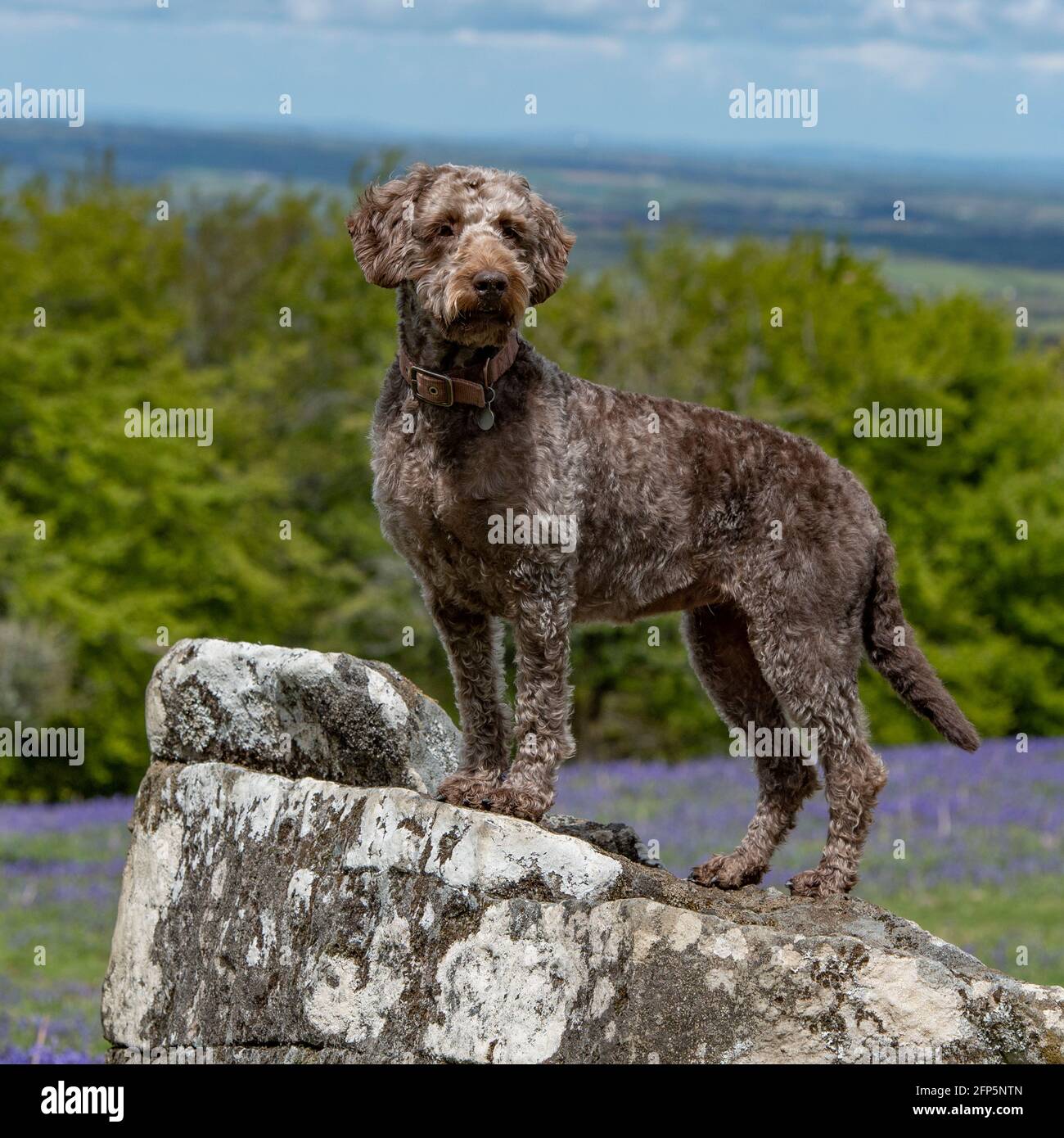 labradoodle su una roccia Foto Stock