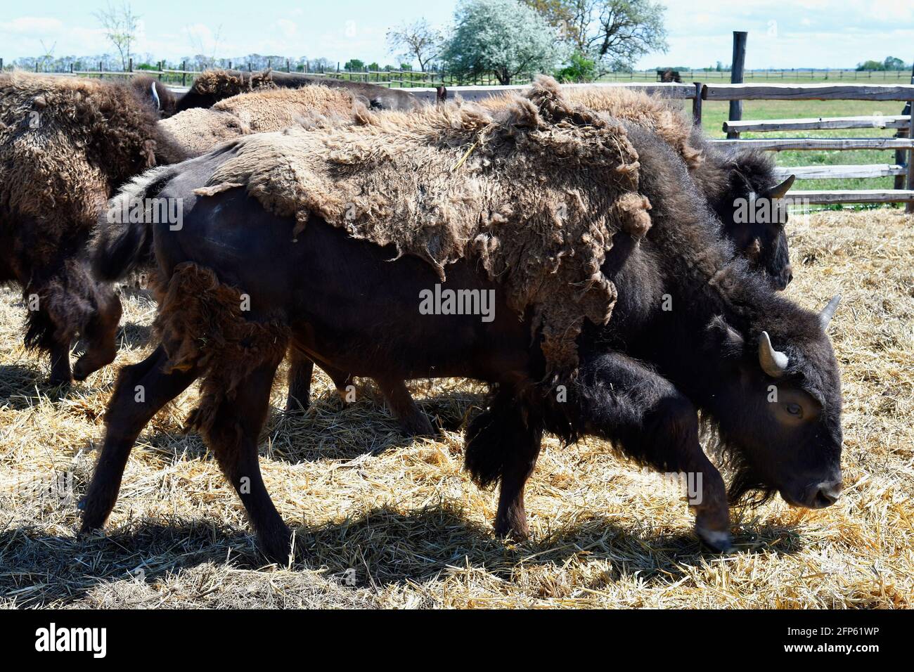 Austria, azienda agricola per l'allevamento di bisonti nel Parco Nazionale di Neusiedler See-Seewinkel, parte di Eurasian Steppe in Burgenland e parte dell'Unione internazionale Foto Stock