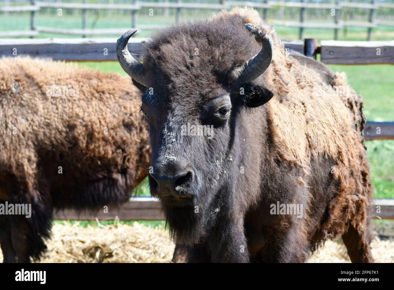 Austria, azienda agricola per l'allevamento di bisonti nel Parco Nazionale di Neusiedler See-Seewinkel, parte di Eurasian Steppe in Burgenland e parte dell'Unione internazionale Foto Stock