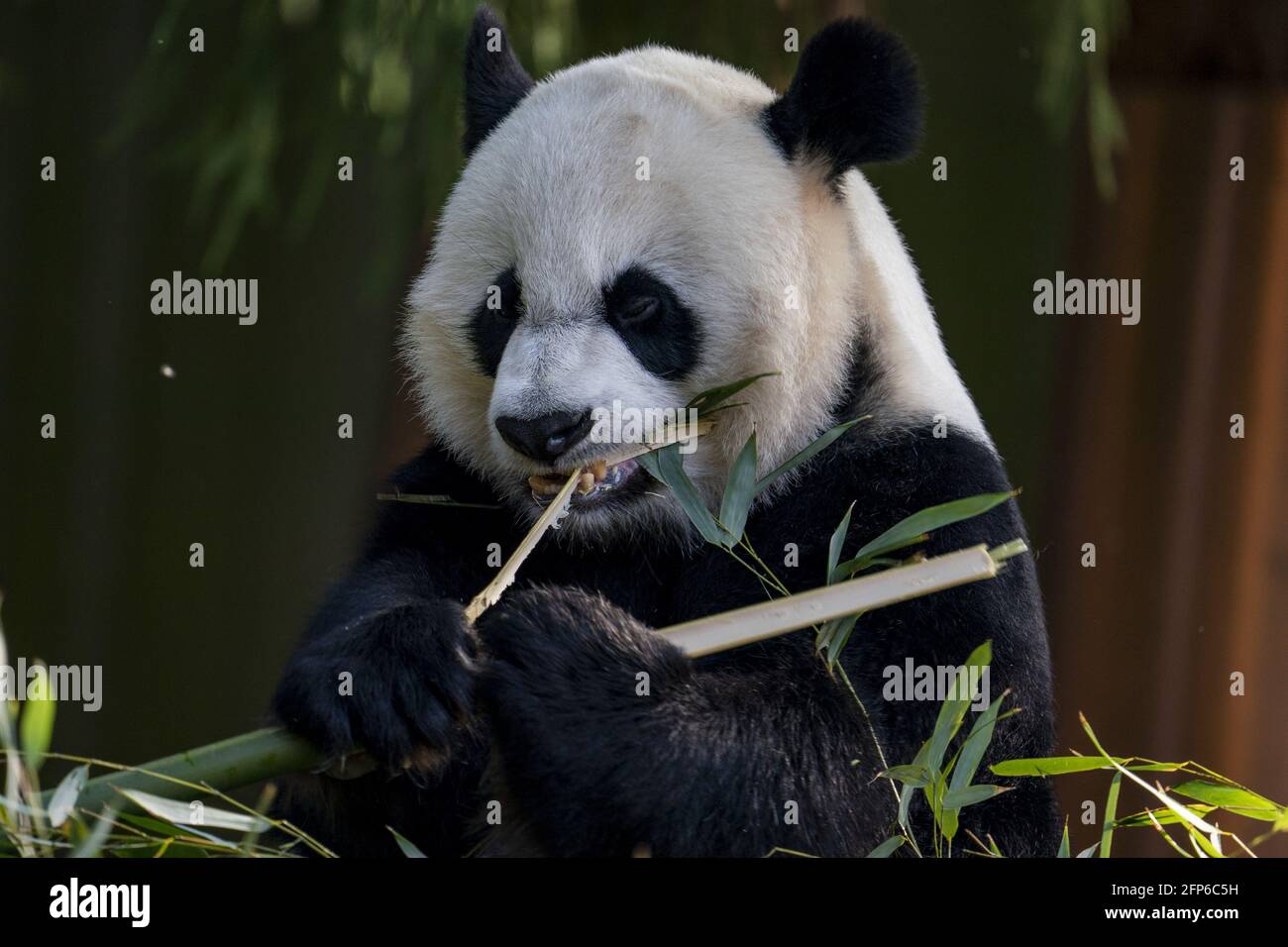 Washington, Stati Uniti. 20 maggio 2021. Mei Xiang, 22 anni femmina gigante panda mangia bambù allo Smithsonian National Zoo di Washington, DC Giovedi, 20 maggio 2021. Lo Smithsonian National Zoo riapre al pubblico venerdì da quando è vicino a Covid-19. Photo by Tasos Katopodis/UPI Credit: UPI/Alamy Live News Foto Stock