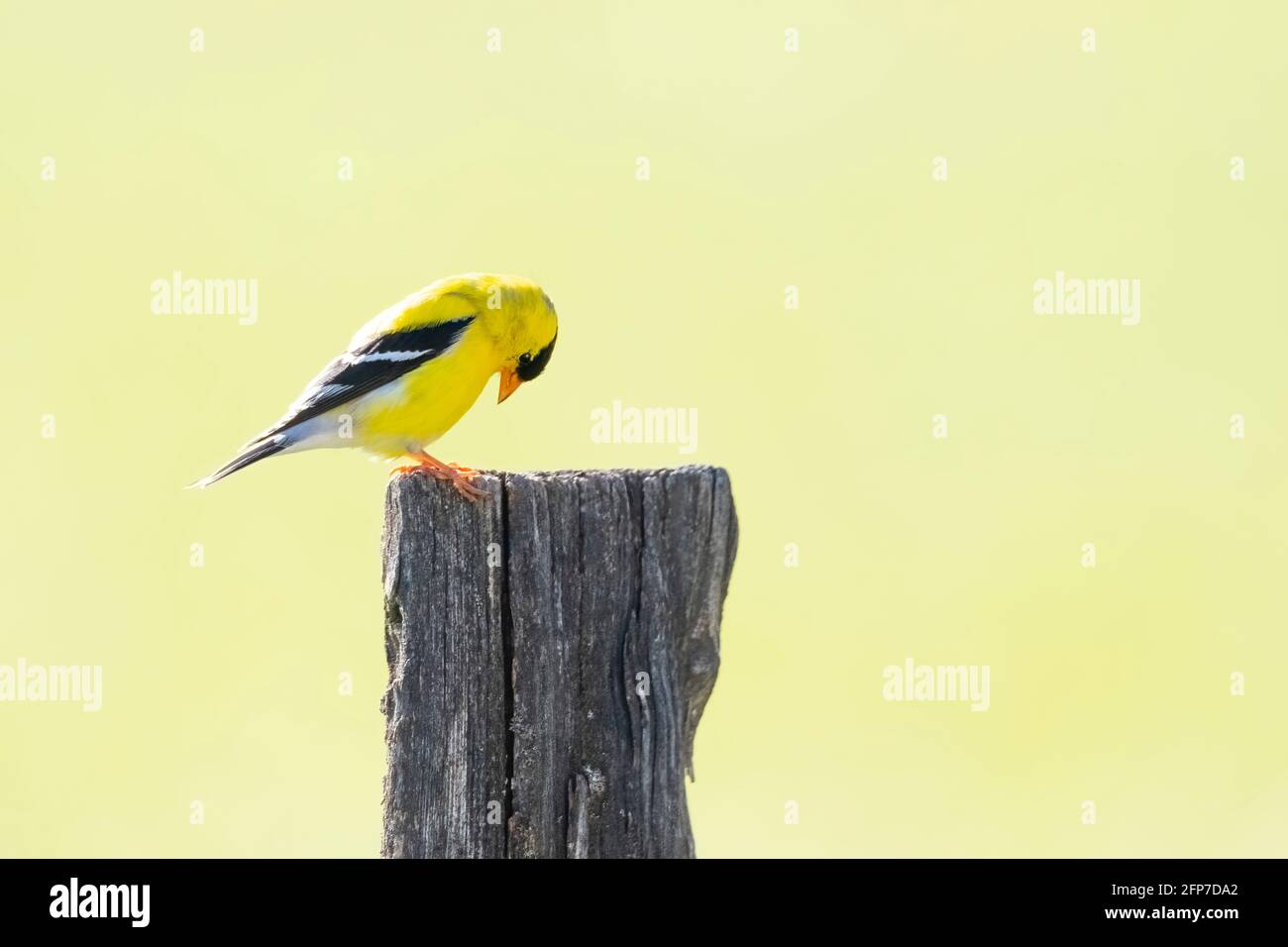 Scatto orizzontale di un uccello giallo in preghiera con spazio di copia. Foto Stock