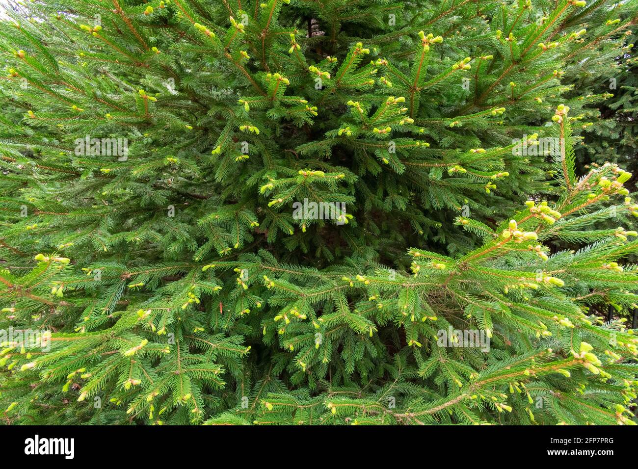 Primo piano orizzontale di uno sfondo sempreverde. Foto Stock