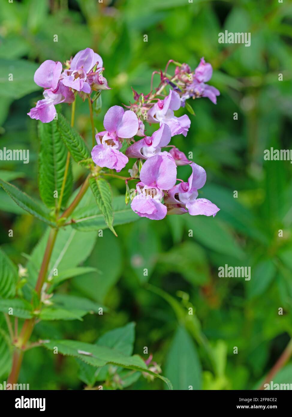 Balsamo glandolare fiorito, Impatiens glandulifera Foto Stock