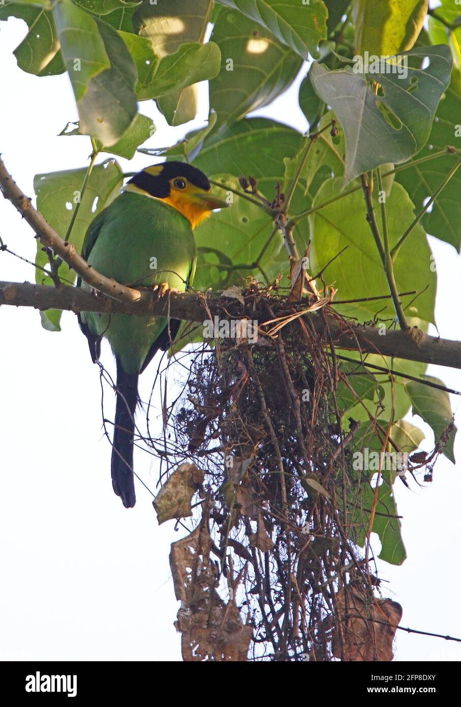 Broadbill a coda lunga (Psarisomus dalhousiae borneensis) adulto arroccato su ramo per nido (sottospecie endemica) Crocker Range NP, Sabah, Borneo Foto Stock