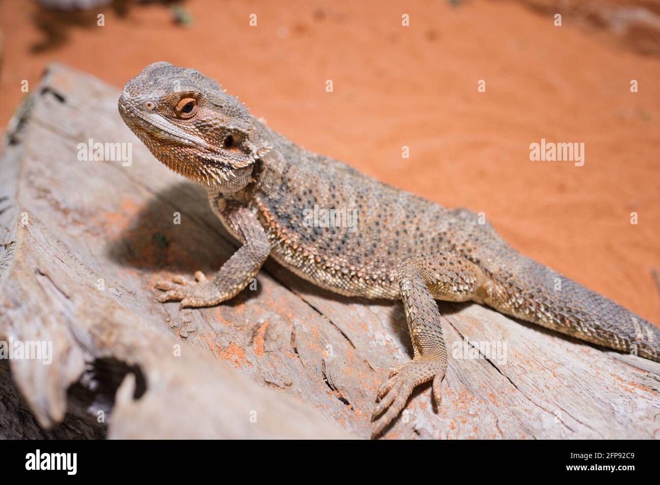 Close up di un maschio di drago barbuto, di colore arancio con copia spazio, concentrarsi sull'occhio Foto Stock