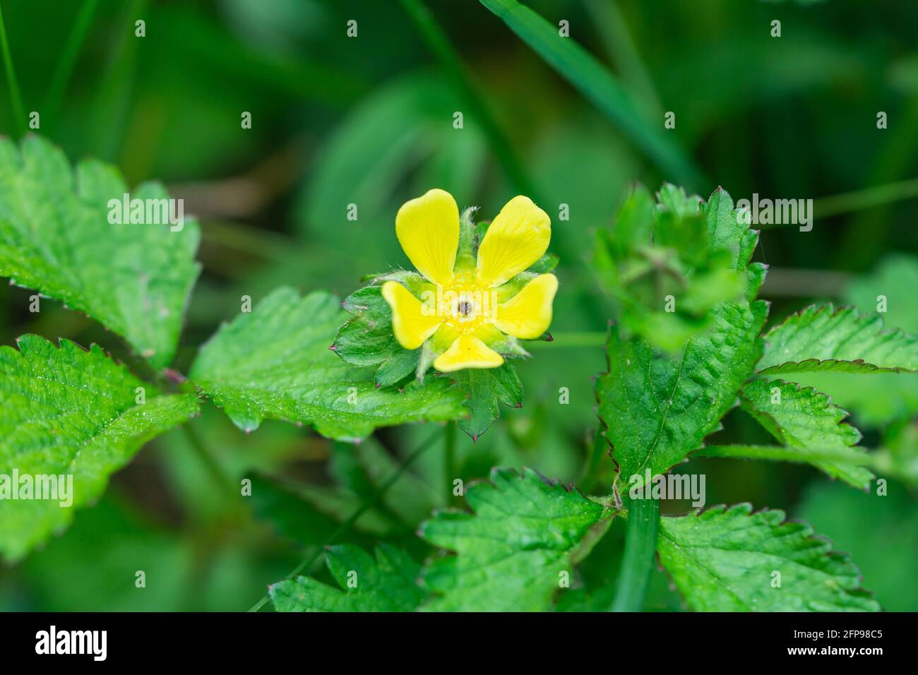Mock fiori di fragola in primavera Foto Stock