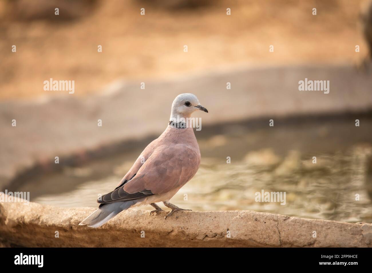 Red Turtle dove, Streptopelia tranquebarica, Jhalana, Rajasthan, India Foto Stock