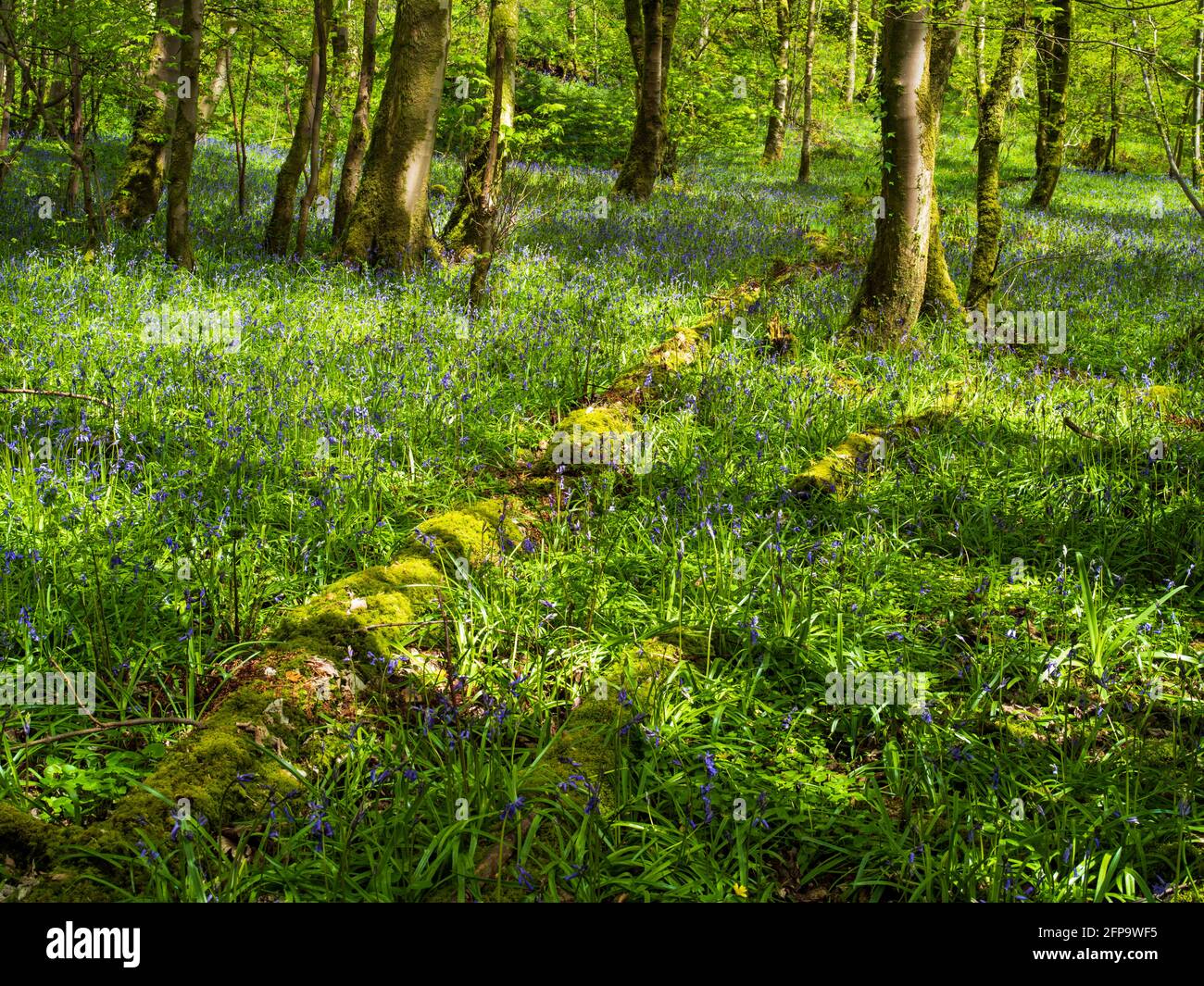 Bluebells tappezzano il pavimento di un bosco a Cessnock vicino a Galston nell'Ayrshire orientale, Scozia. Foto Stock