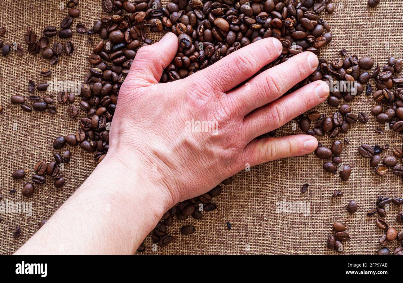 Una mano di un uomo irriconoscibile che sparge chicchi di caffè su un sacco. Foto Stock