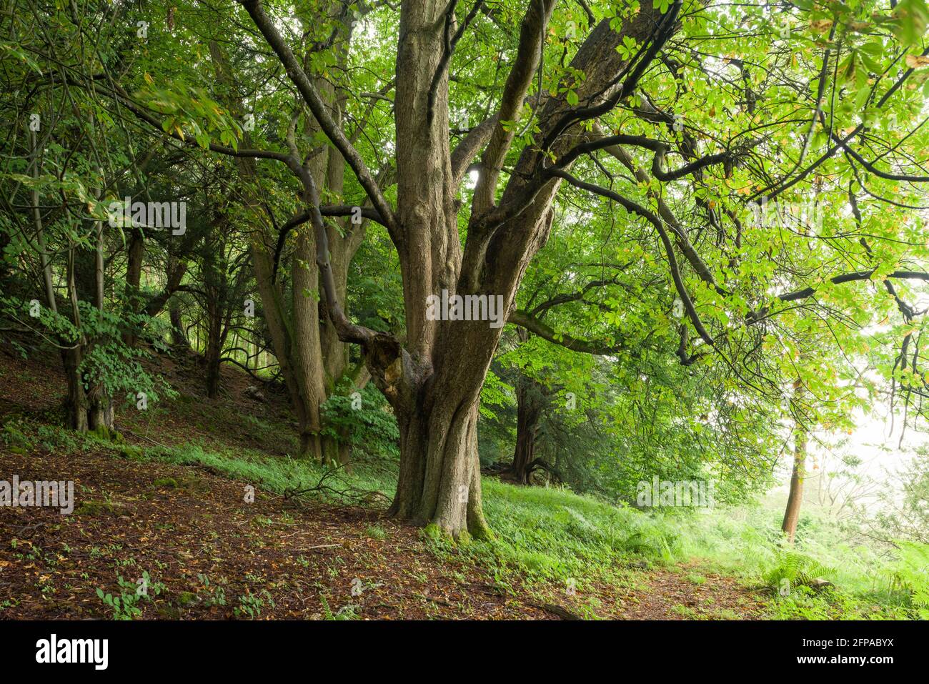 Un albero di castagno di Cavallo (Aesculus hippocastanum) al Lookout a Dolebury Warren nelle colline di Mendip, Somerset, Inghilterra. Foto Stock