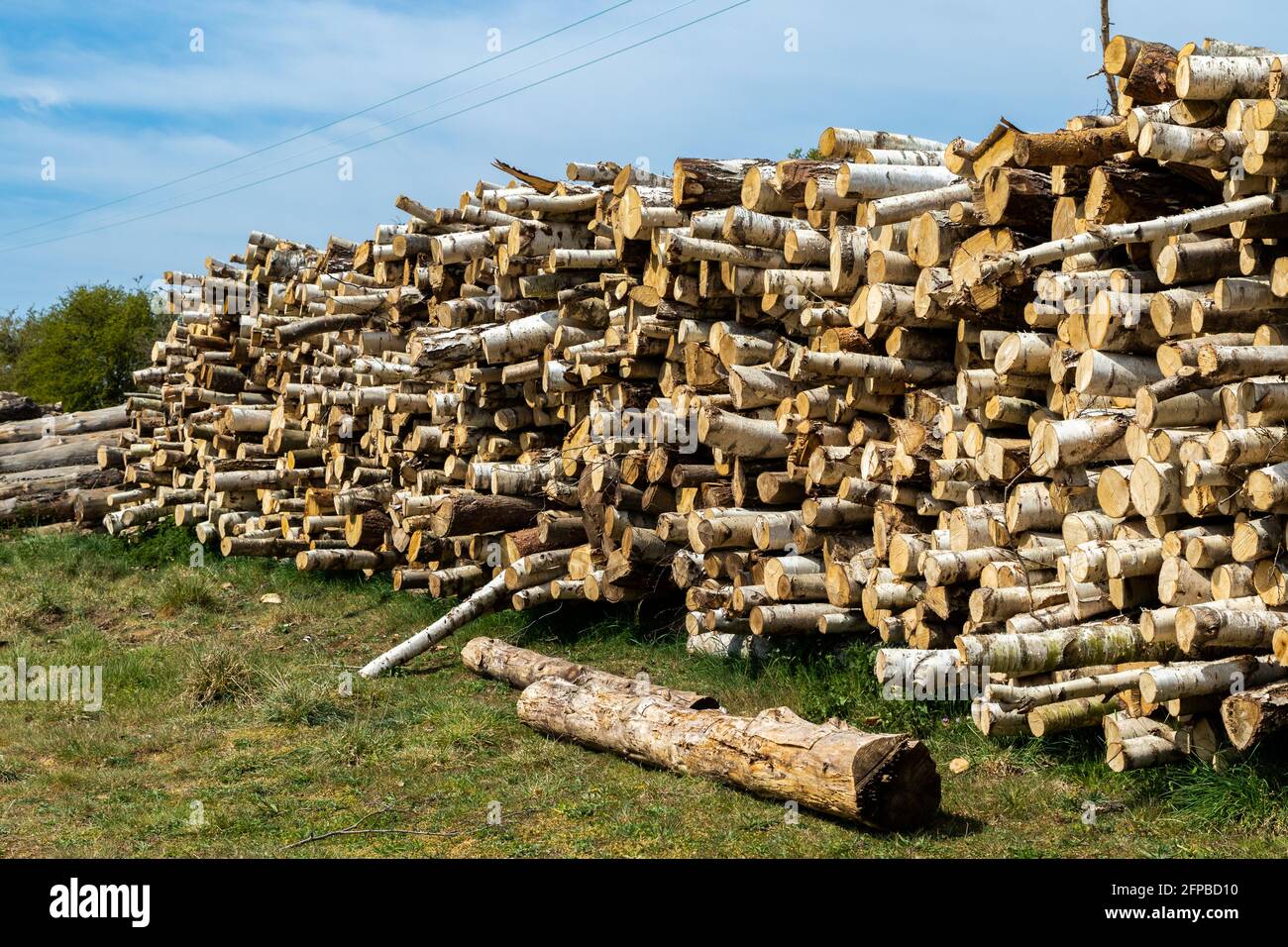 Tronchi di legno impilati e tronchi di albero che sono stati abbattuti per scopi di conservazione Foto Stock