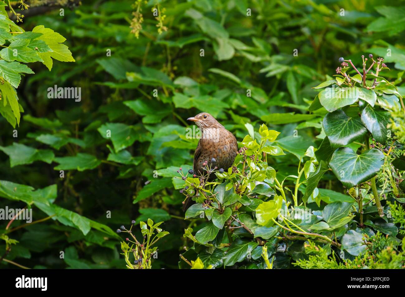 Femmina di uccello nero 'Turdus merula' arroccato su ramo di albero con sfondo di foglie verdi e fogliame. Uccello giardino comune in Irlanda Foto Stock