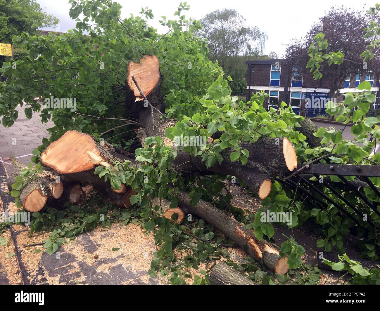 Londra, Regno Unito. 20 maggio 2021. Danni causati dal vento in Beechcroft Rd Tooting SW17 South West London. Credit: JOHNNY ARMSTEAD/Alamy Live News Foto Stock