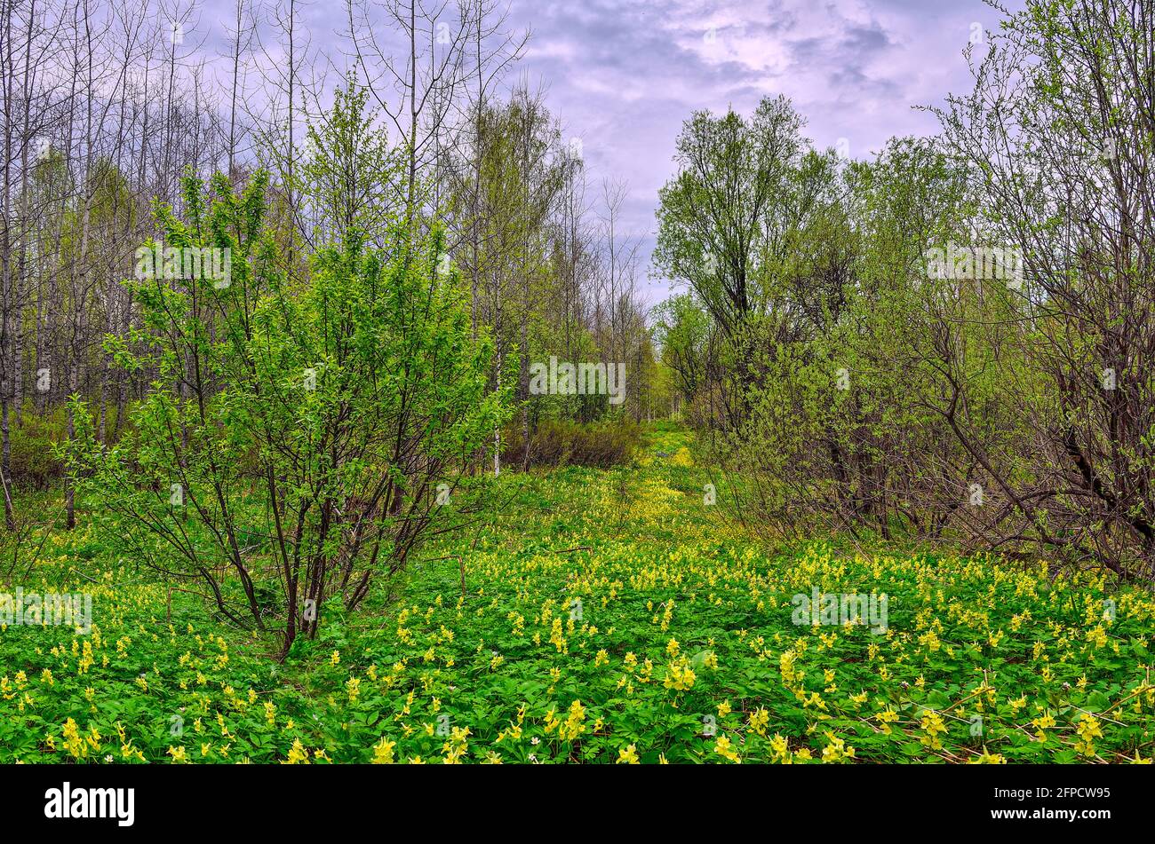 Fioriture in foresta primaverile con fiori gialli di Corydais bracteata coperto - paesaggio primaverile. Uno dai fiori delle primrose nel tai Siberiano Foto Stock Fioriture in foresta primaverile con fiori gialli di Corydais bracteata coperto - paesaggio primaverile. Uno dai fiori delle primrose nel tai Siberiano Foto Stock