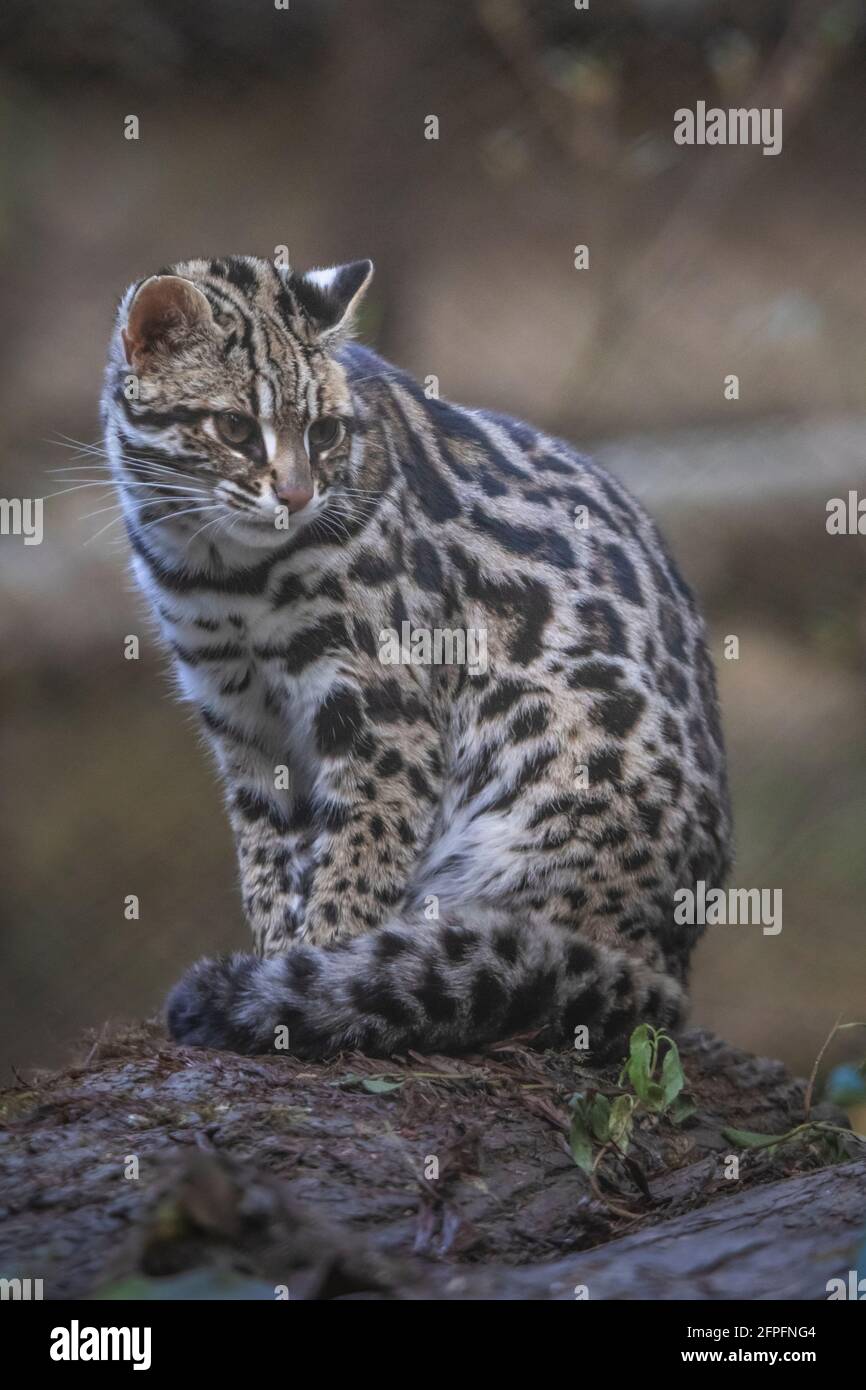 Gatto Leopardo, Prionailurus Bengalensis, Sikkim, India Foto Stock
