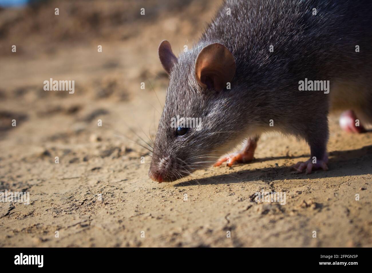 Rat, Niviventer confucianus, Dimapur, Nagaland, India Foto Stock