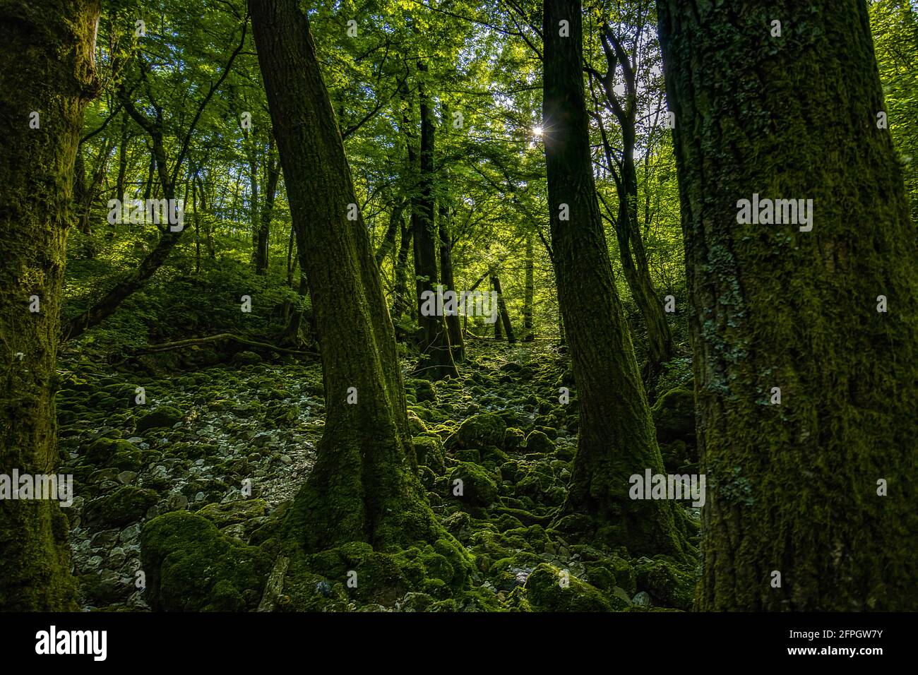 Alberi di umore scuro che crescono in letto di fiume a Lijak per molti anni in situazioni annaffiate ed asciugate. Vicino a Nova Gorica in Slovenia Foto Stock