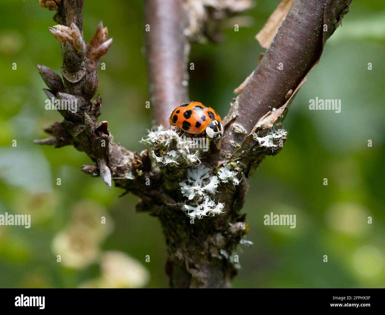 primo piano macro con sfondo verde sfocato di un punteggiato ladybug sui rami di una pianta di curry Foto Stock