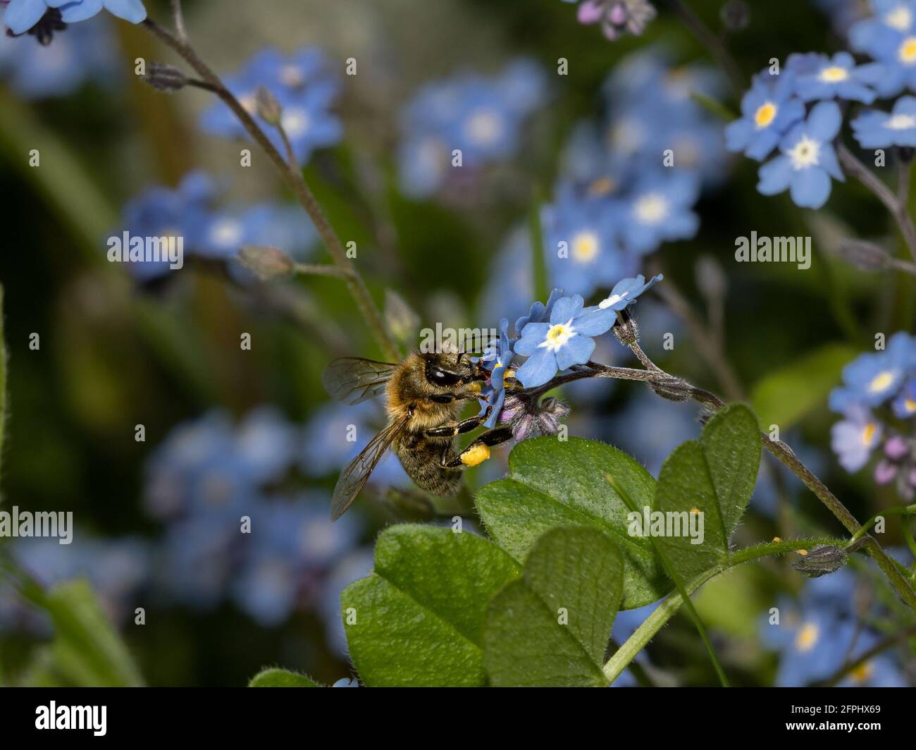 macro di un'ape su un fiore blu che raccoglie nettare Foto Stock
