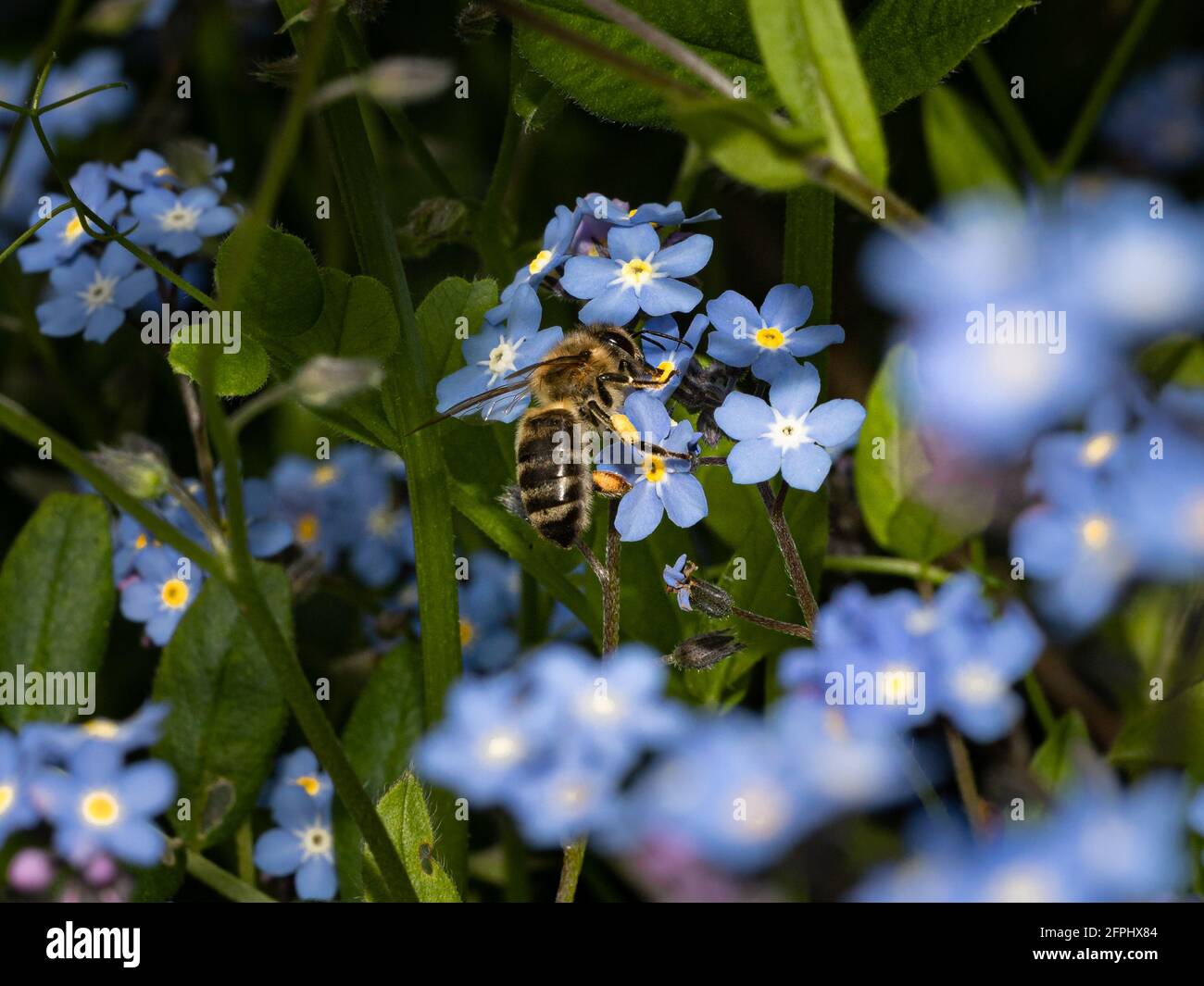 macro di un'ape su un fiore blu che raccoglie nettare Foto Stock