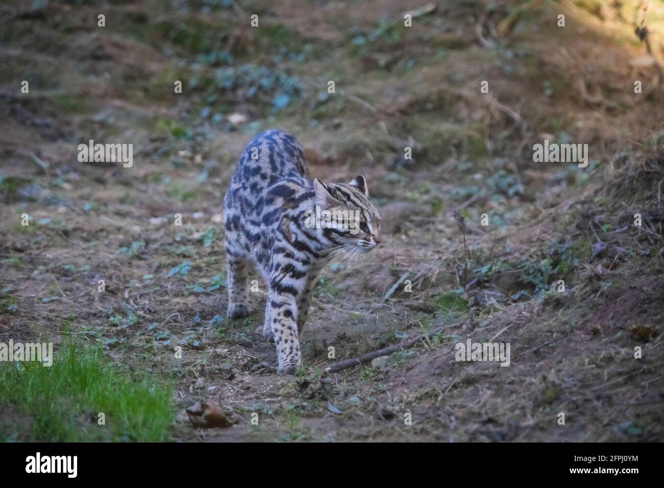 Gatto Leopardo, Prionailurus Bengalensis, Sikkim, India Foto Stock