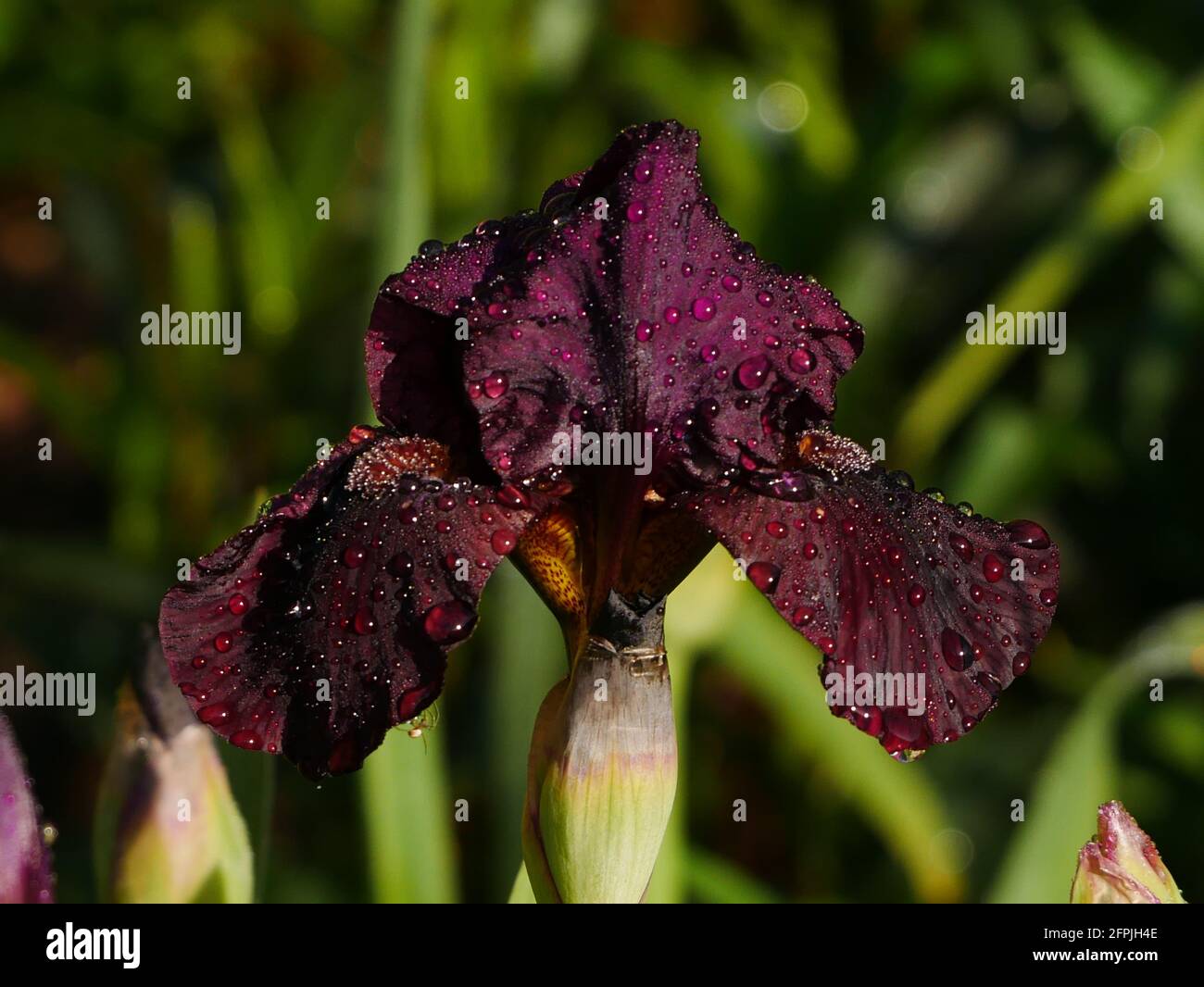 Fiore di iride porpora coperto di gocce di pioggia Foto Stock