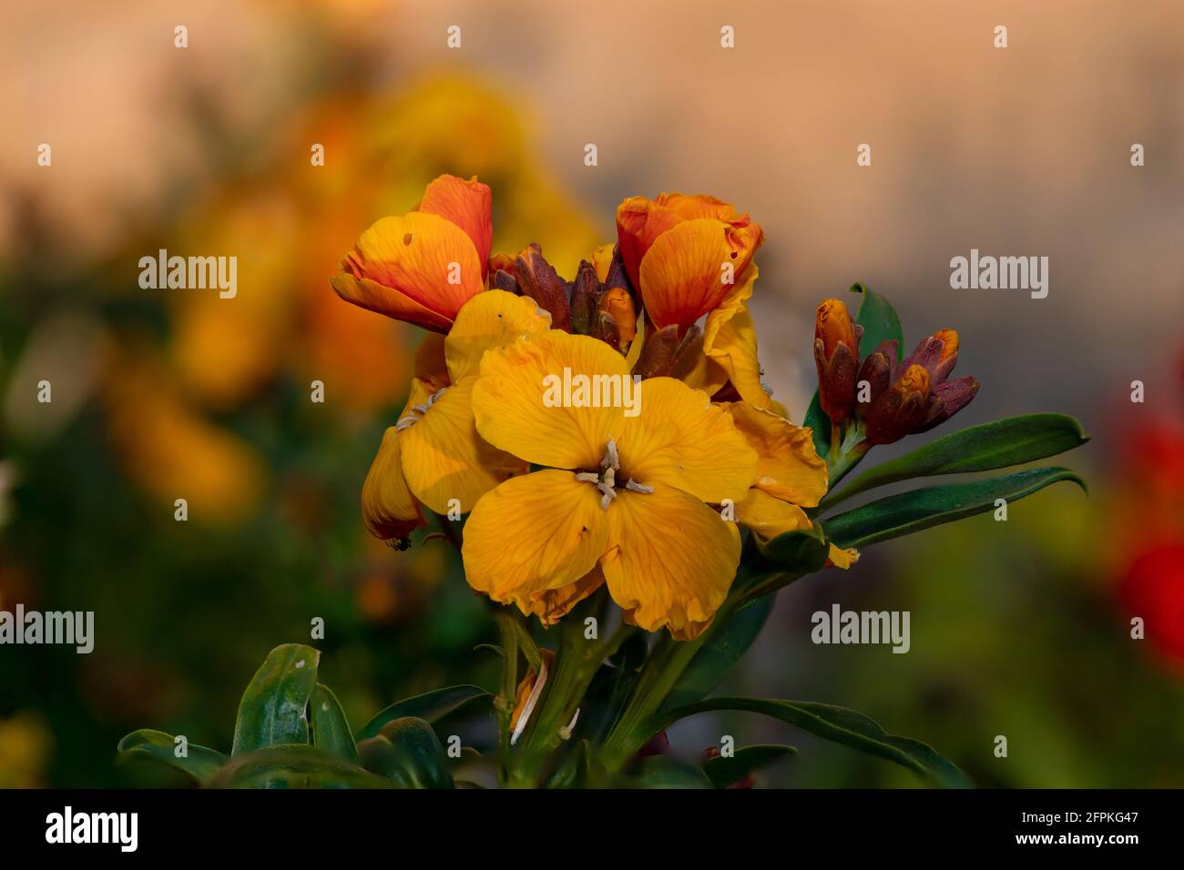 Primo piano di una pianta di fiori di campo (erysimum cheiri) in fiore Foto Stock