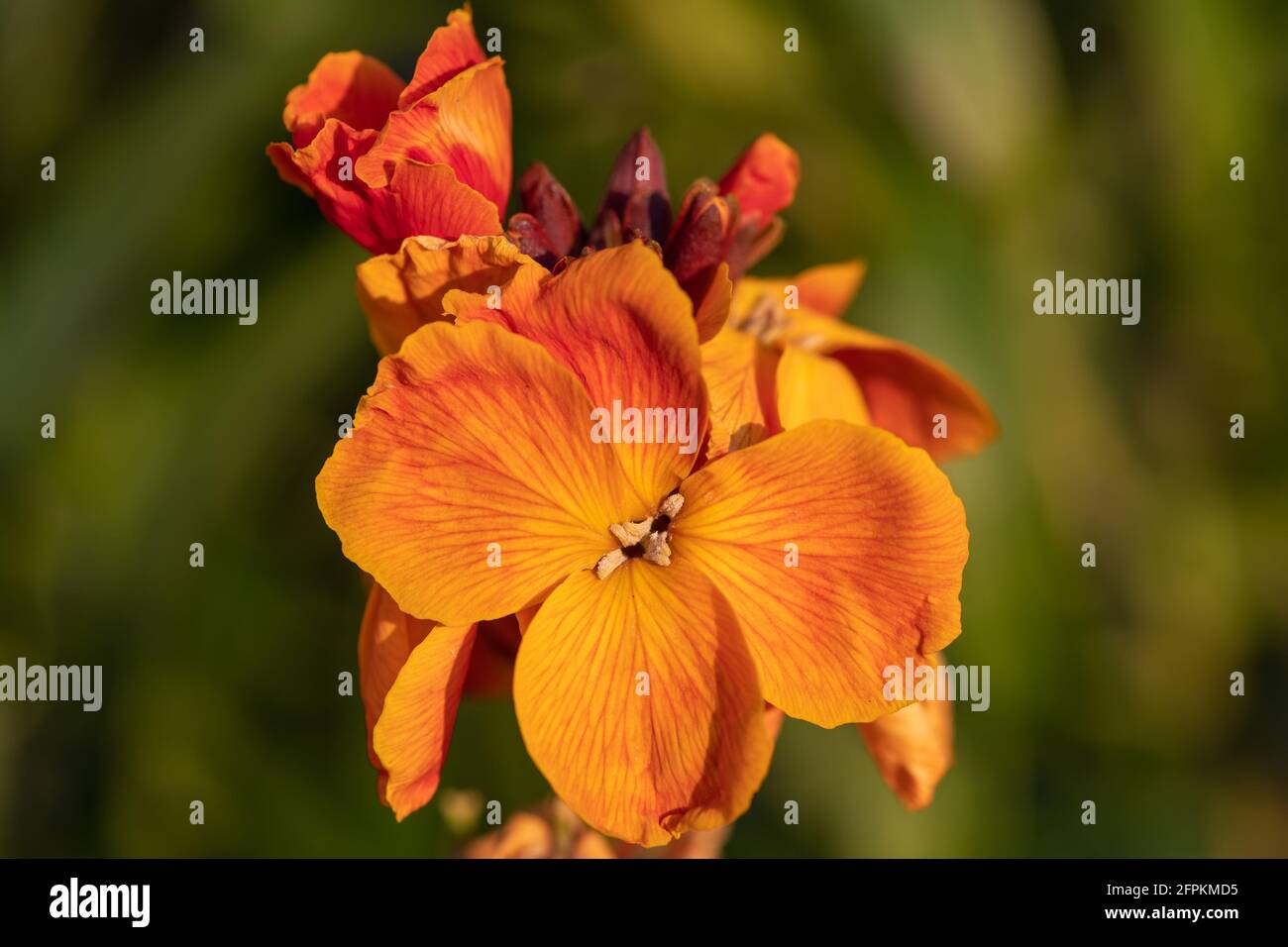 Primo piano di una pianta di fiori di campo (erysimum cheiri) in fiore Foto Stock