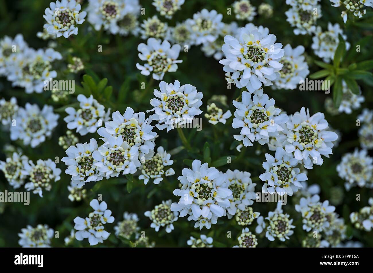 Bella vista closeup di candytuft bianco (Iberis) fiori con minuscoli filamenti gialli che crescono a Herbert Park, Dublino, Irlanda. Fiori sfondo Foto Stock