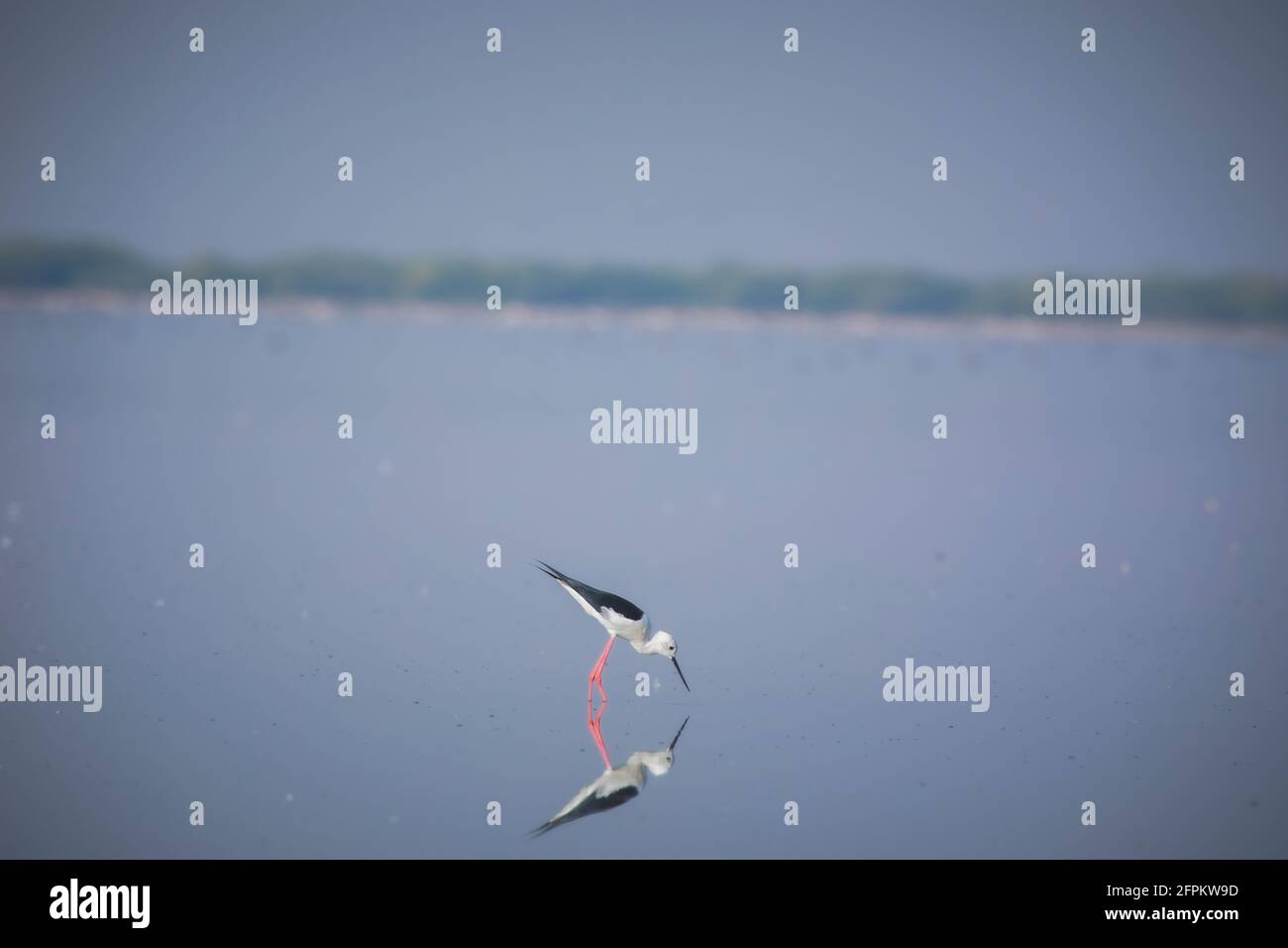 Slide ad ala nera, Himantopus himantopus, uccello d'acqua, Rann of Kutch, Gujarat, India Foto Stock