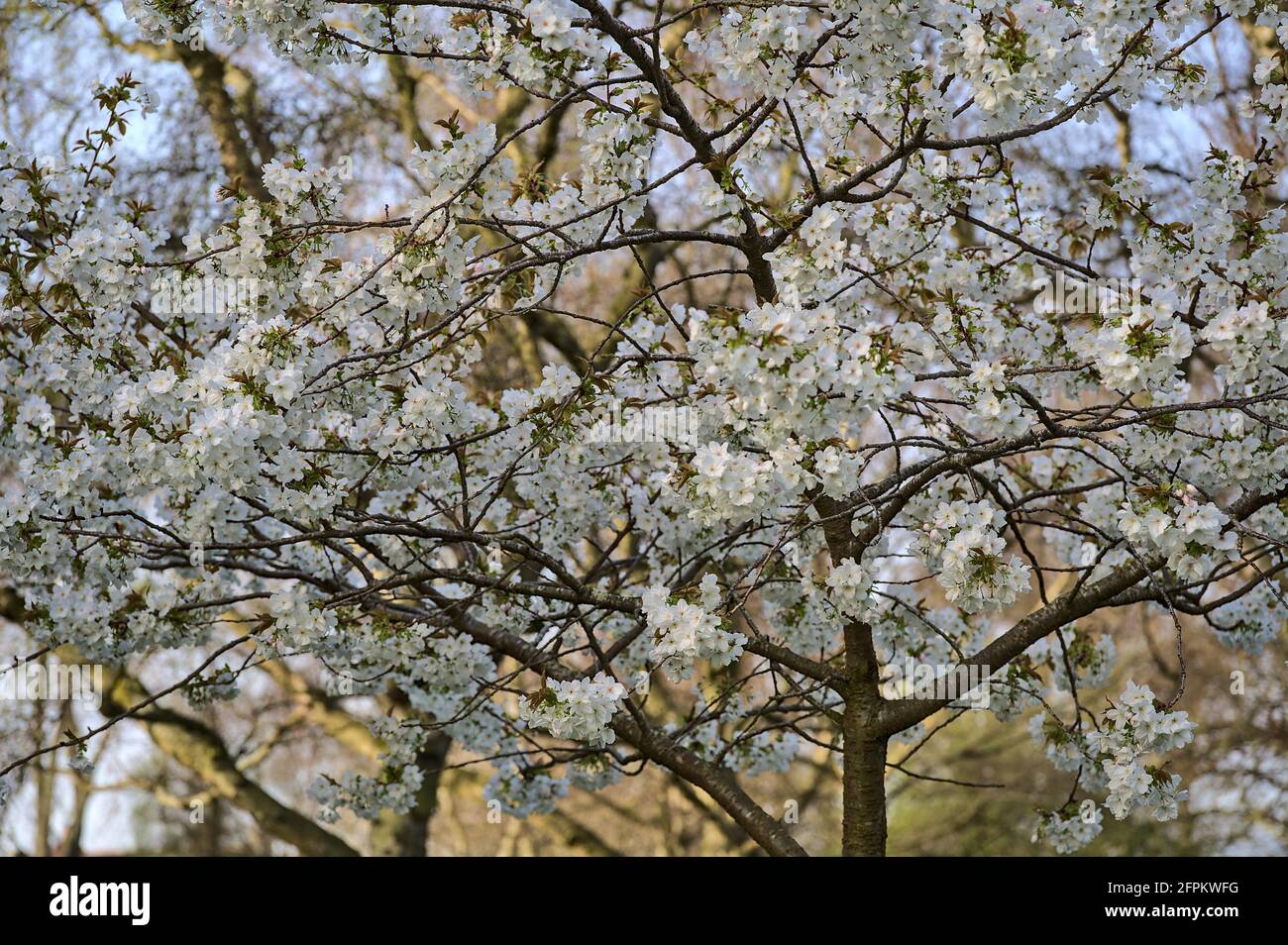 Bella vista a distanza di delicato ciliegio bianco primaverile (Prunus Shogetsu Oku Miyako) fiore albero in Herbert Park, Dublino, Irlanda Foto Stock