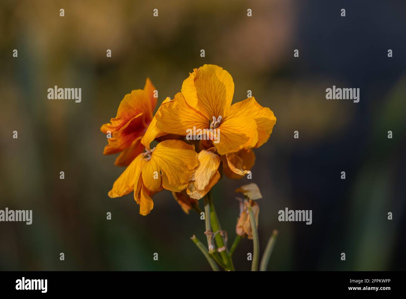 Primo piano di una pianta di fiori di campo (erysimum cheiri) in fiore Foto Stock