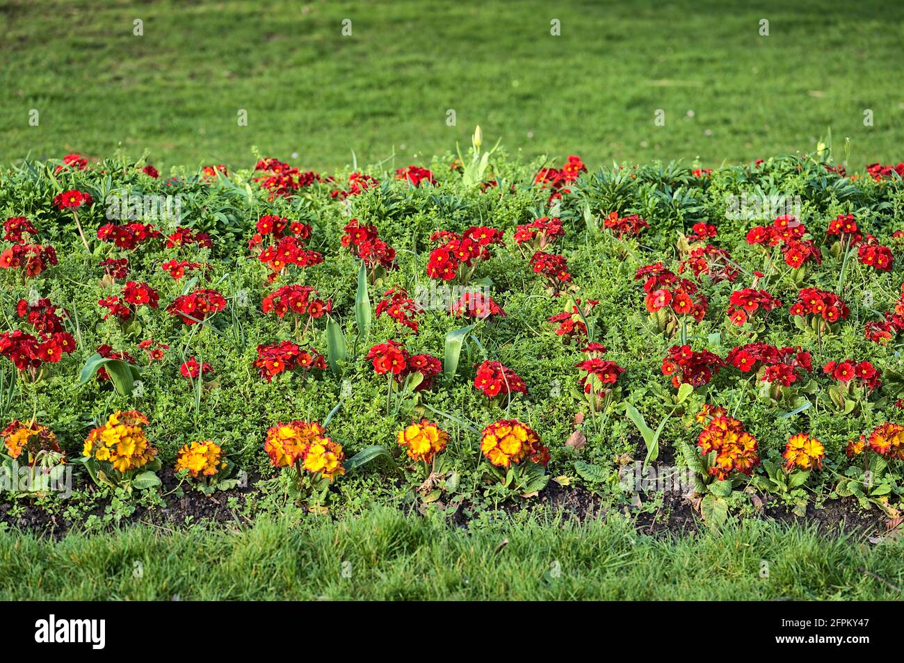 Bella vista closeup del campo di fiori di viola rosso e giallo primavera (Viola) a Herbert Park, Dublino, Irlanda. Messa a fuoco morbida e selettiva. Terre di fiori Foto Stock