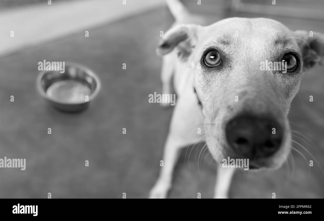 Un cane sta guardando impaziente mentre aspetta con il suo cane Cibo ciotola in background in bianco e nero immagine Formato Foto Stock