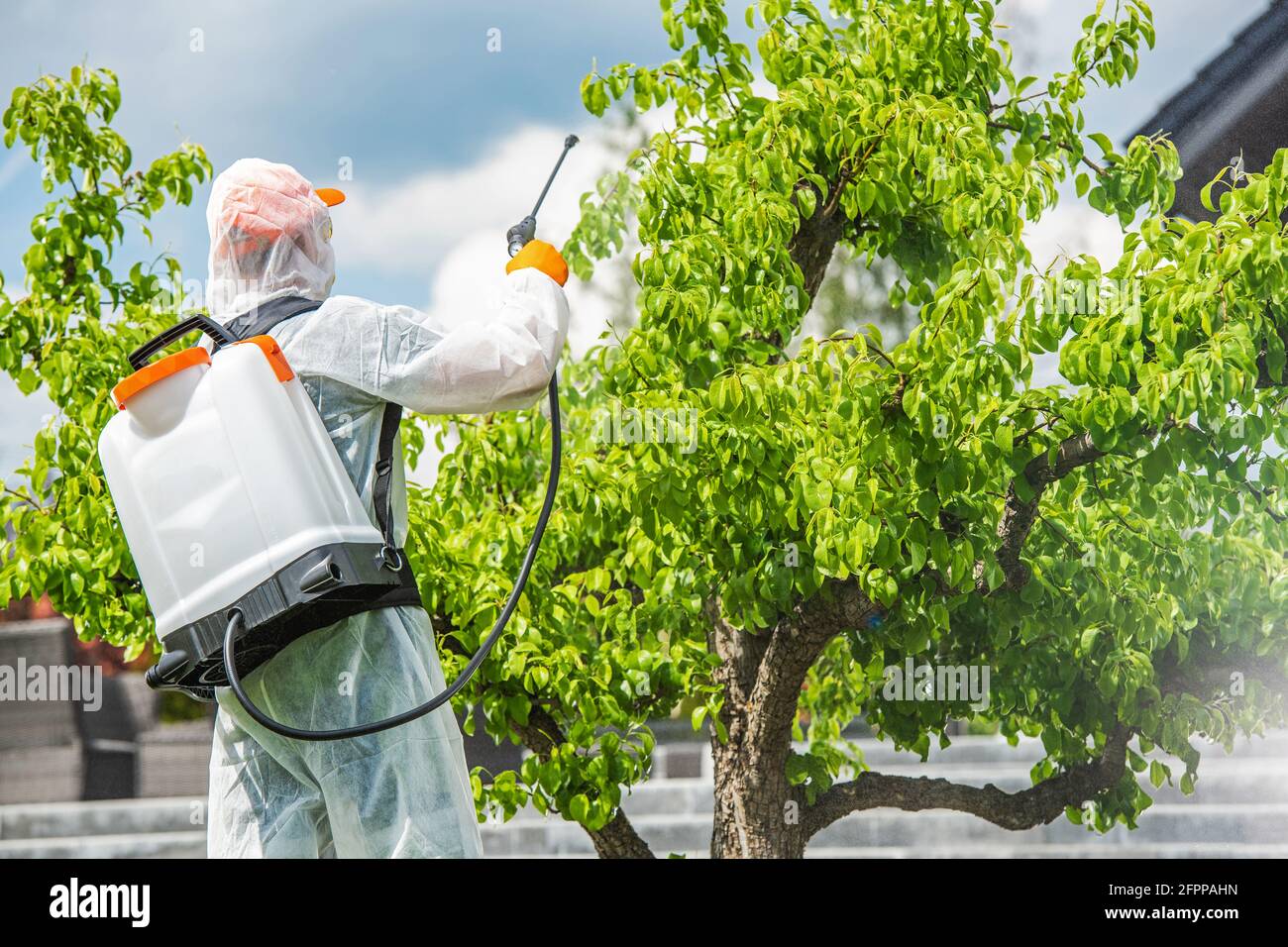 Giardiniere che indossa attrezzatura protettiva insetticida Par Tree all'interno del suo giardino. Tema di controllo dei parassiti. Foto Stock