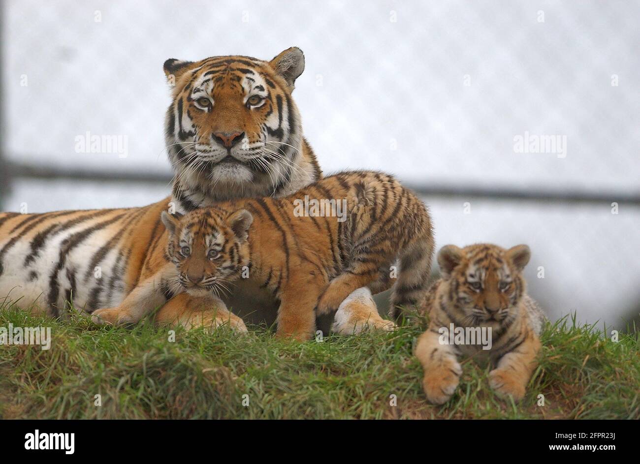 TIGRE E CUBI SIBERIANI AL MARWELL ZOOLOGICAL PARK, VICINO A WINCHESTER, HANTS PIC MIKE WALKER 2004 Foto Stock