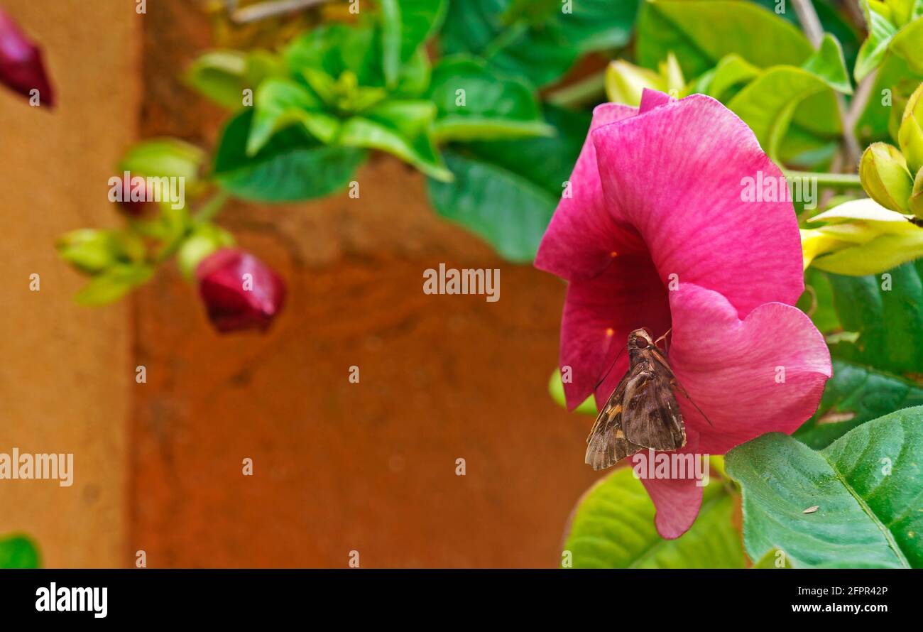 viola allamanda e farfalla (Allamanda blanchetii) Foto Stock