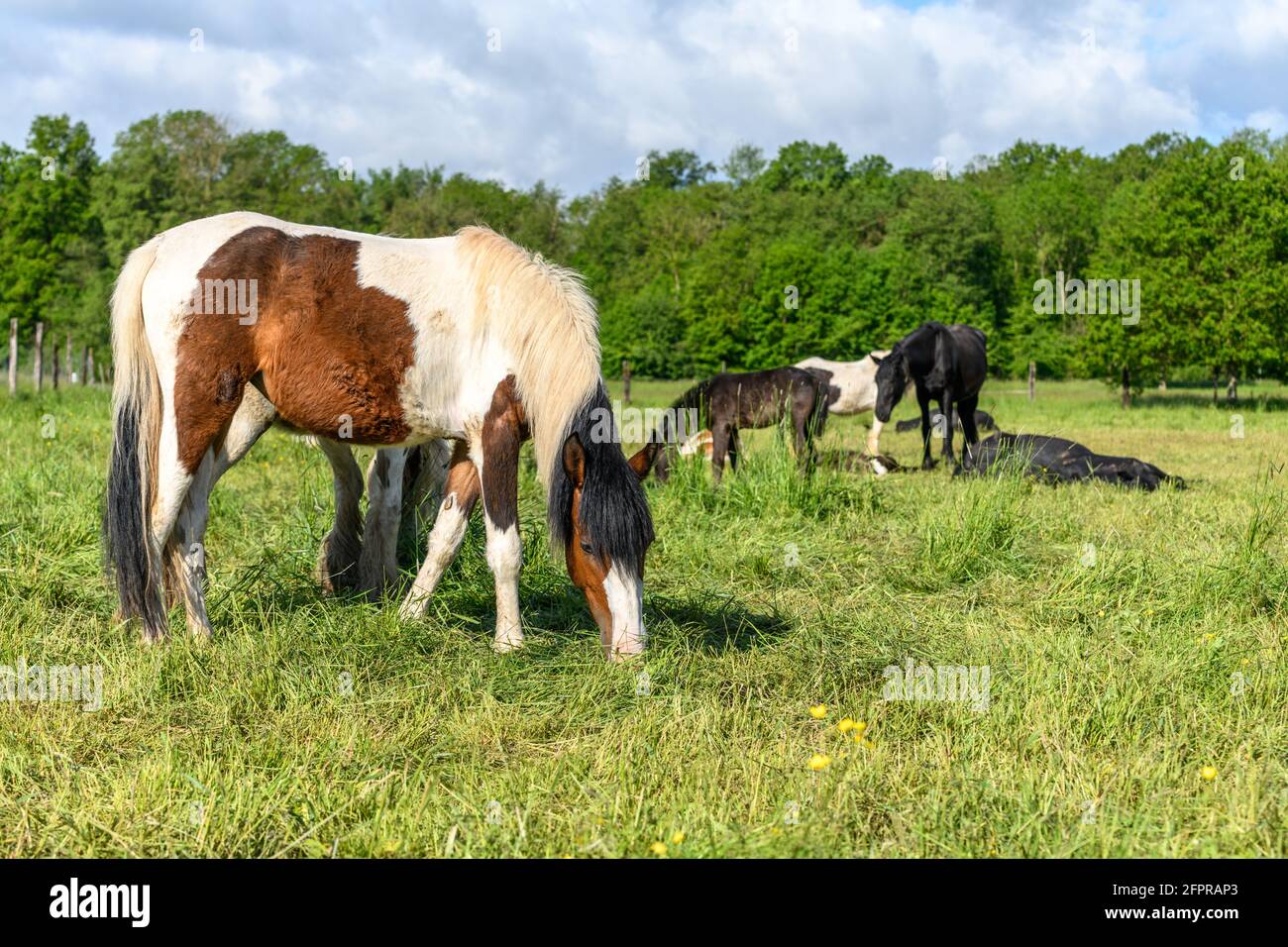 Cavalli di pannocino irlandesi in un pascolo. Pascolo nella campagna francese in primavera. Foto Stock