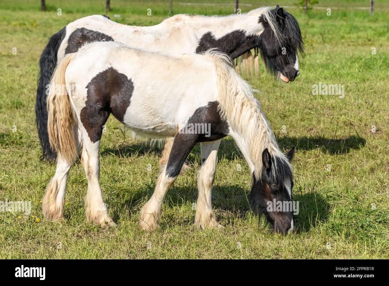 Cavalli di pannocino irlandesi in un pascolo. Pascolo nella campagna francese in primavera. Foto Stock