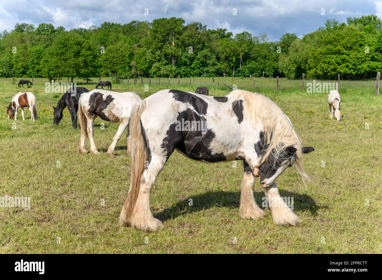 Cavalli di pannocino irlandesi in un pascolo. Pascolo nella campagna francese in primavera. Foto Stock