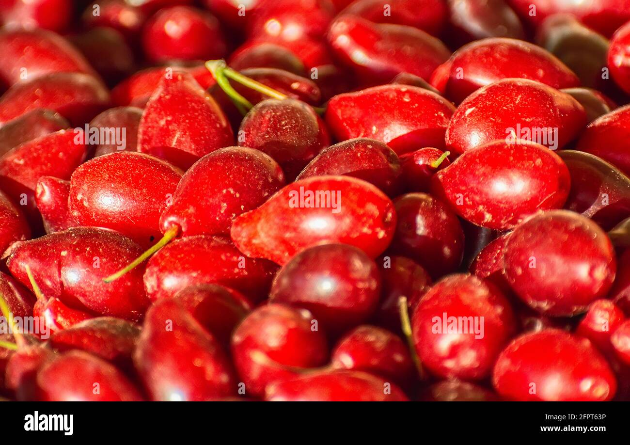 Un sacco di dogwood rosso maturo per la marmellata. Foto Stock