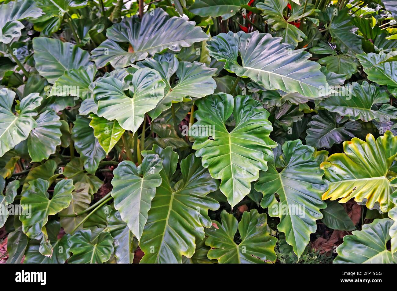 Verde filodendro fogliame in giardino tropicale Foto Stock