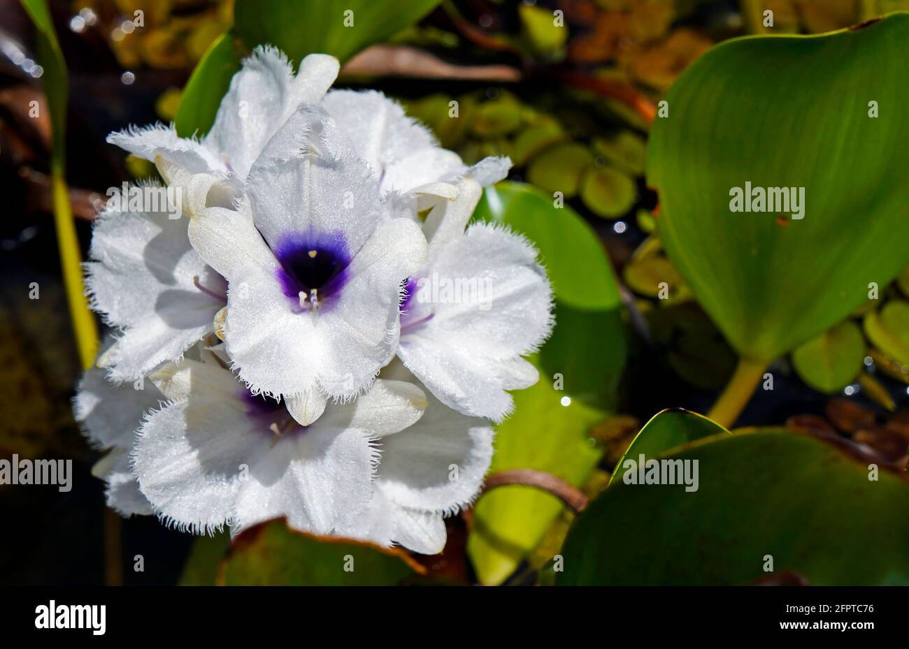 Fiori di giacinto d'acqua (Eichhornia azurea) Foto Stock