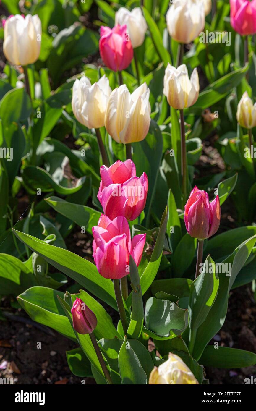 Tulipani rosa e giallastri in un giardino di fronte, Londra, Inghilterra, Regno Unito. Foto Stock