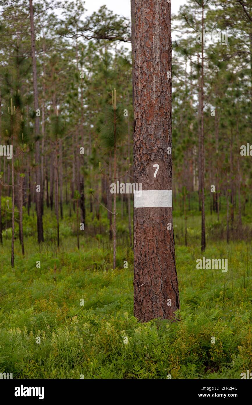 Albero di pino a foglia lunga con nido di picchio rosso attivo, Florida nordoccidentale, USA, di James D Coppinger/Dembinsky Photo Assoc Foto Stock Albero di pino a foglia lunga con nido di picchio rosso attivo, Florida nordoccidentale, USA, di James D Coppinger/Dembinsky Photo Assoc Foto Stock
