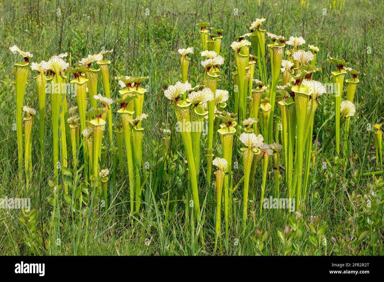 Natural Pitcher Plant Hybrid Sarracenia x moorei, Western Panhandle, Florida, USA, di James D Coppinger/Dembinsky Photo Assoc Foto Stock