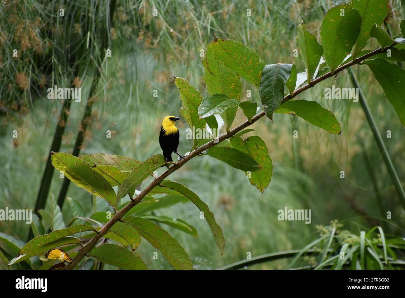 Uccello nero a testa gialla (Xanthocephalus xanthocephalus) nel Point-a-Pierre Wildfowl Trust, Trinidad. Foto Stock