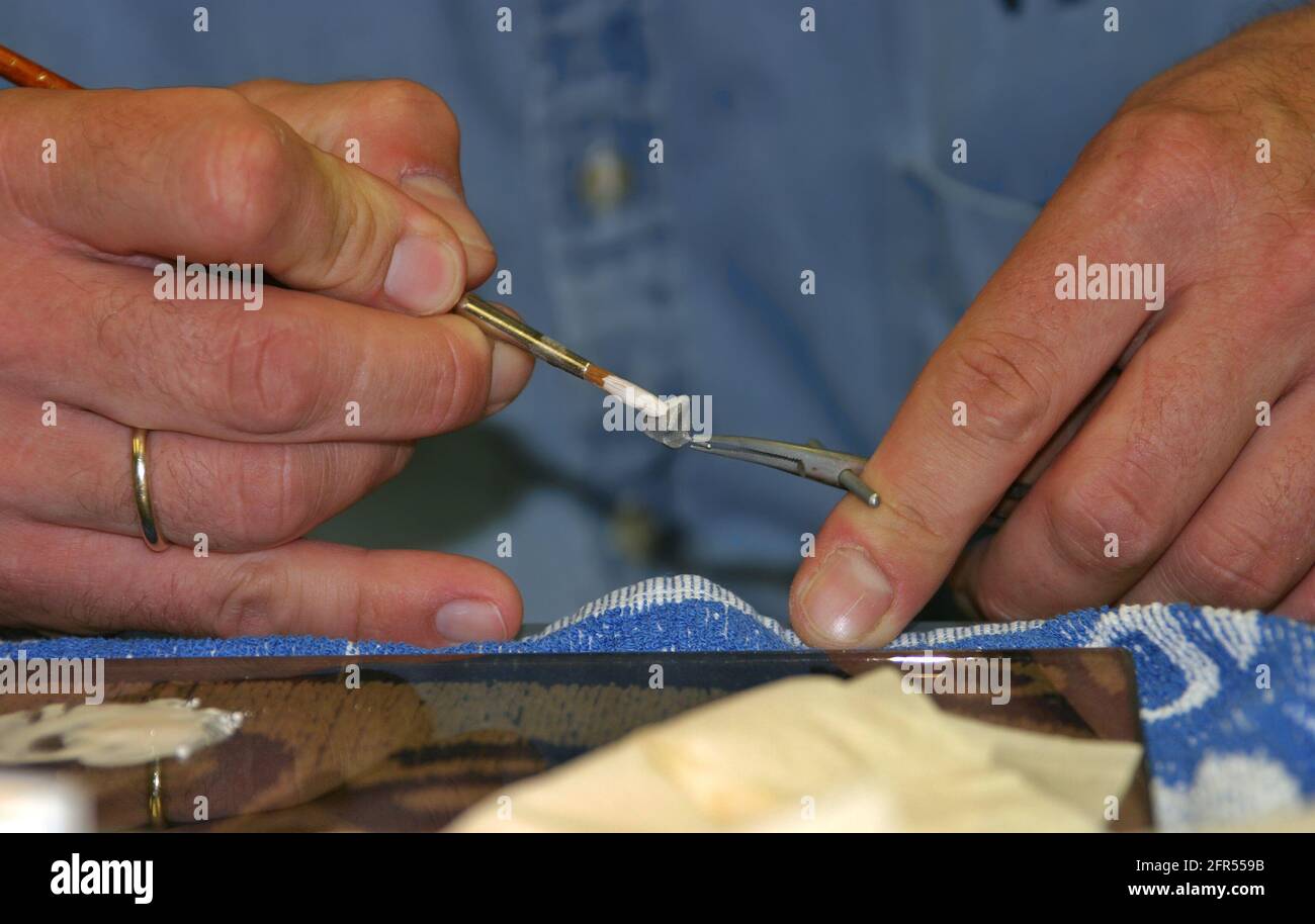 Tecnico di laboratorio dentale che applica porcellana liquida al dente metallico appoggio Foto Stock